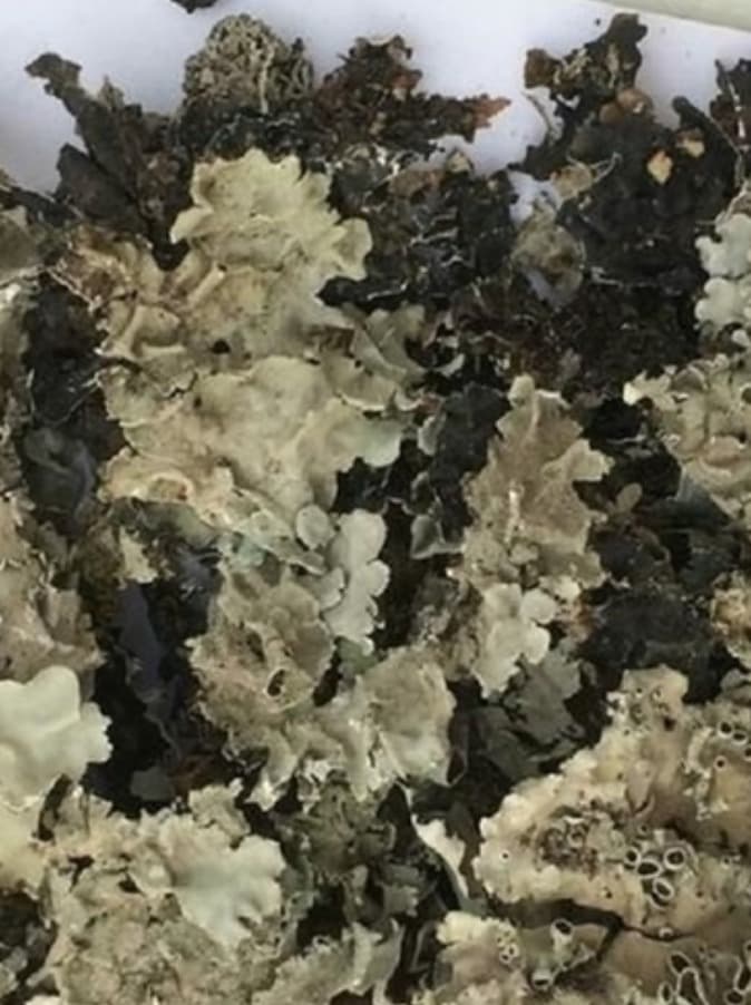 Stone Flower